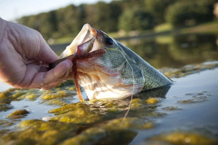 freshwater fishing tips
