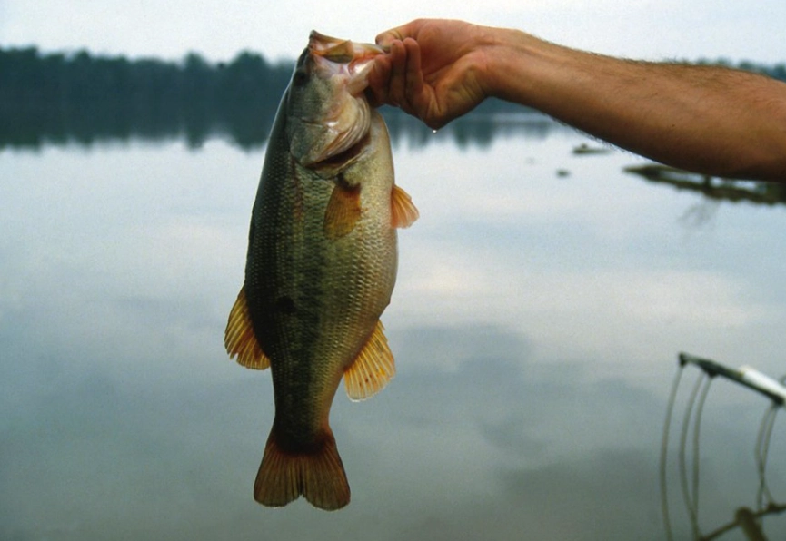 best freshwater fishing gear