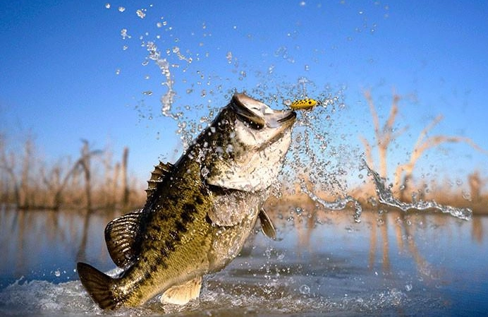 bass fishing