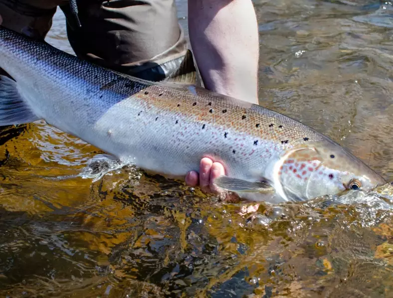 best salmon fishing gear best salmon fishing gear