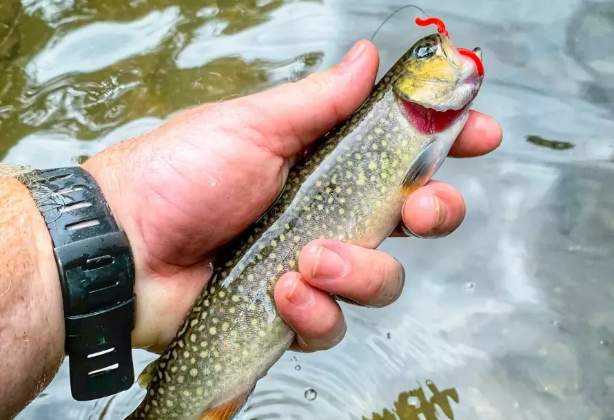 fishing tips for beginners