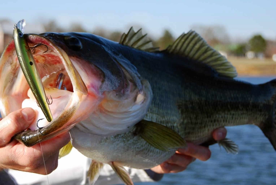 how to catch more fish