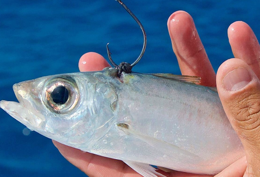 how to choose fishing hooks