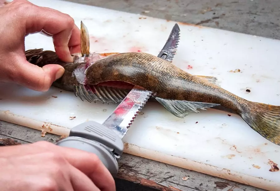 fish cleaning guide