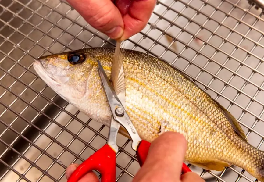 fish cleaning guide