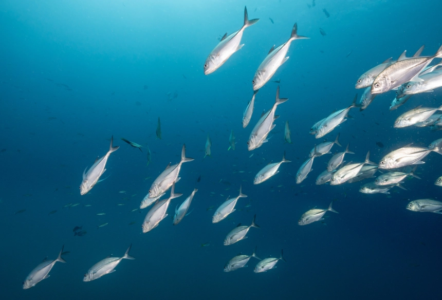 catch and release tips