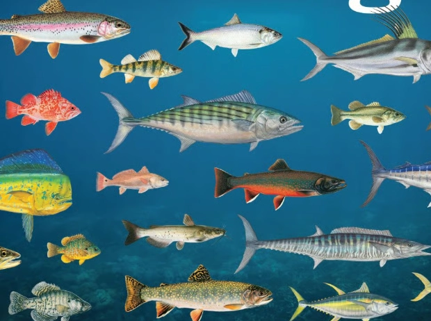 best time to fish best time to fish