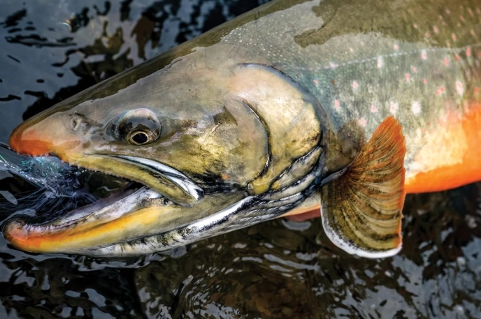 best time to fish best time to fish