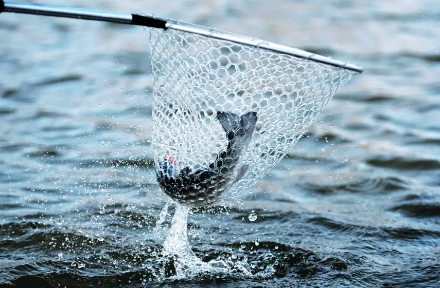 how to choose sustainable fish