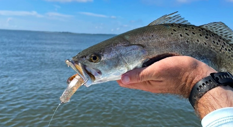 trout fishing lures trout fishing lures