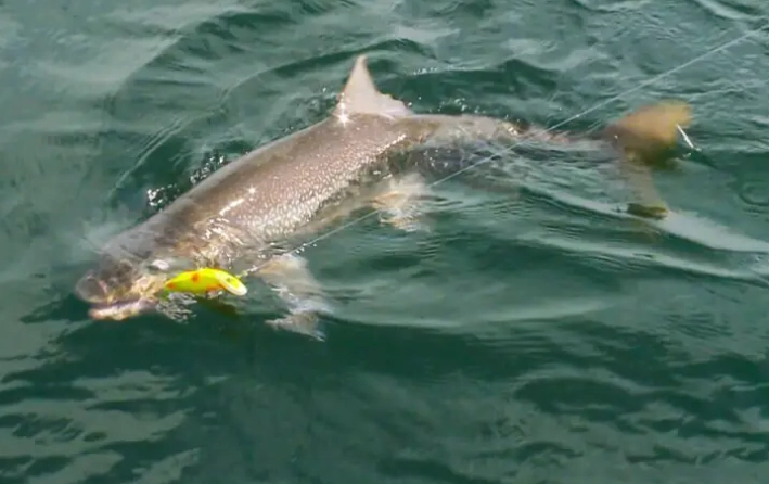 trout lure selection guide