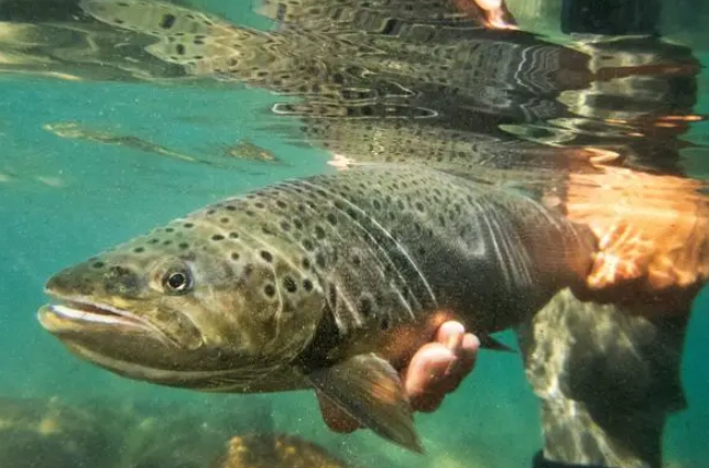 trout fishing for beginners