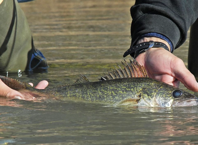 catch and release best practices