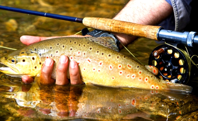 best trout lures