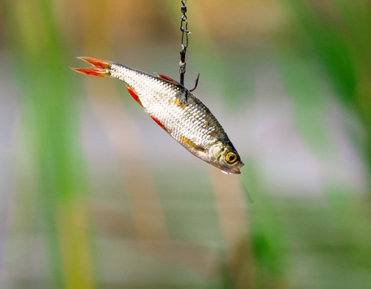 best live bait best live bait