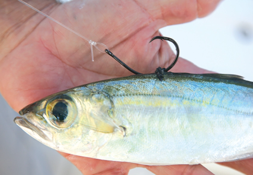 live bait for fishing live bait for fishing