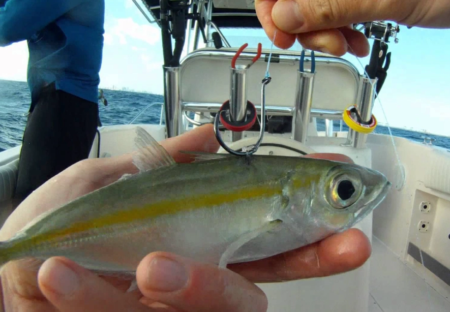 how to keep minnows alive how to keep minnows alive