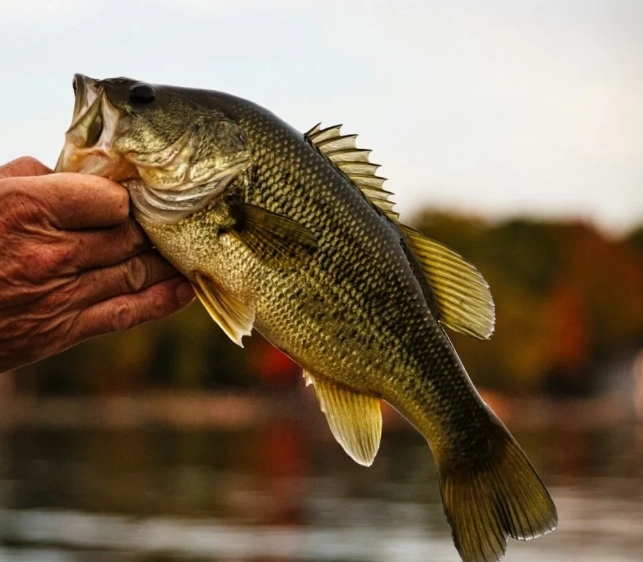 beginner bass fishing tips beginner bass fishing tips