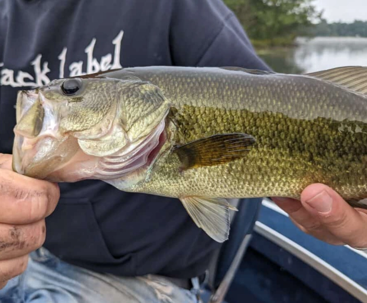 bass fishing for beginners bass fishing for beginners