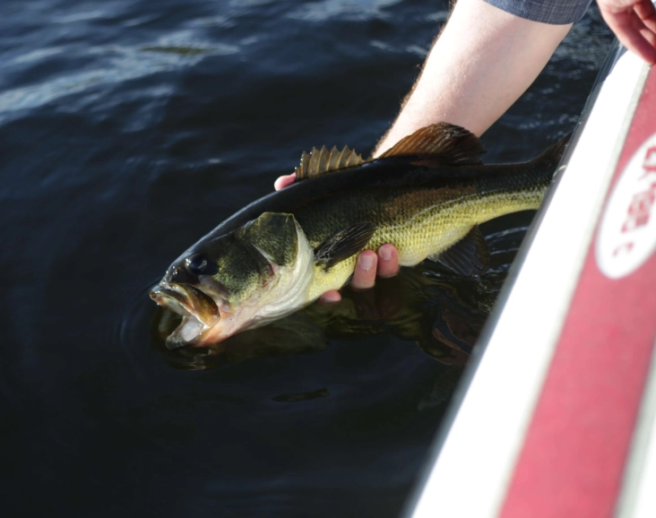 how to catch bass how to catch bass