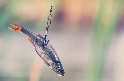 live bait for fishing live bait for fishing