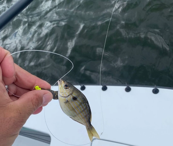 how to keep minnows alive how to keep minnows alive