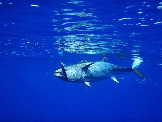 best fish attractant