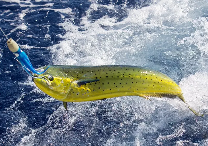 saltwater fishing techniques