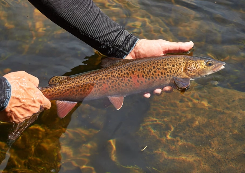 fishing for beginners fishing for beginners