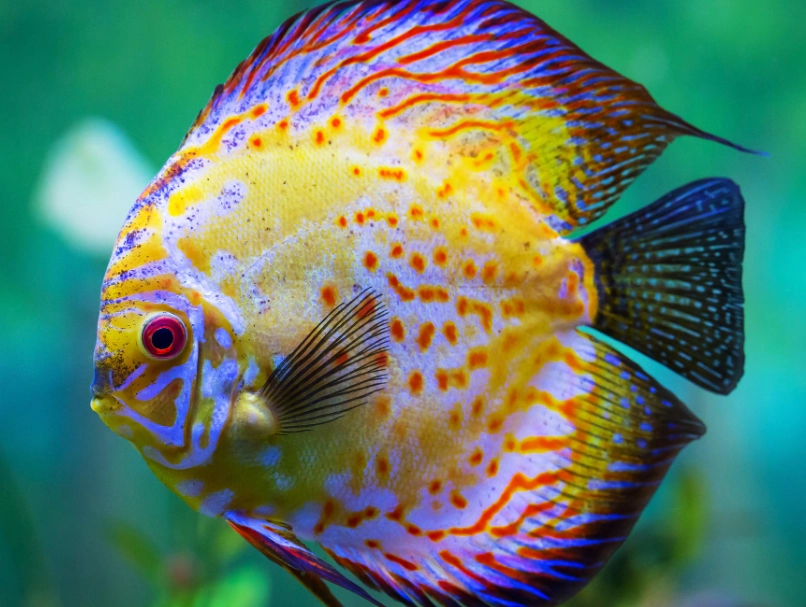 best fish attractant