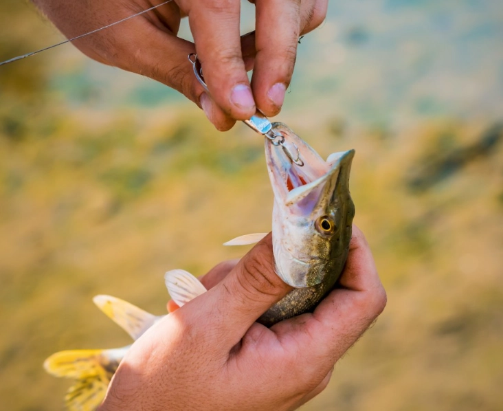 how to catch more fish how to catch more fish