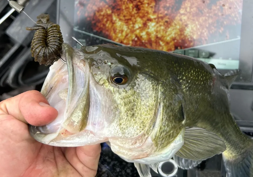 bait fishing techniques