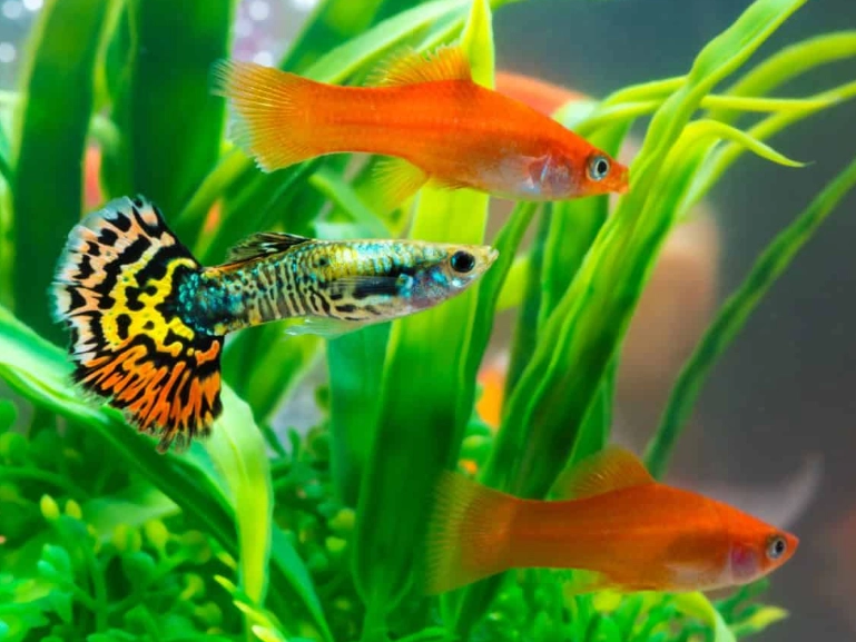 how to start fishing