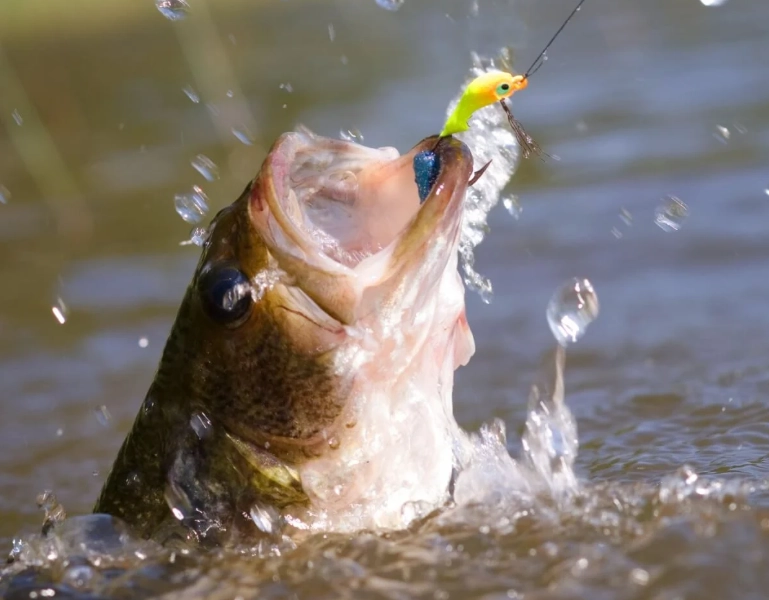 why can't I catch fish why can't I catch fish