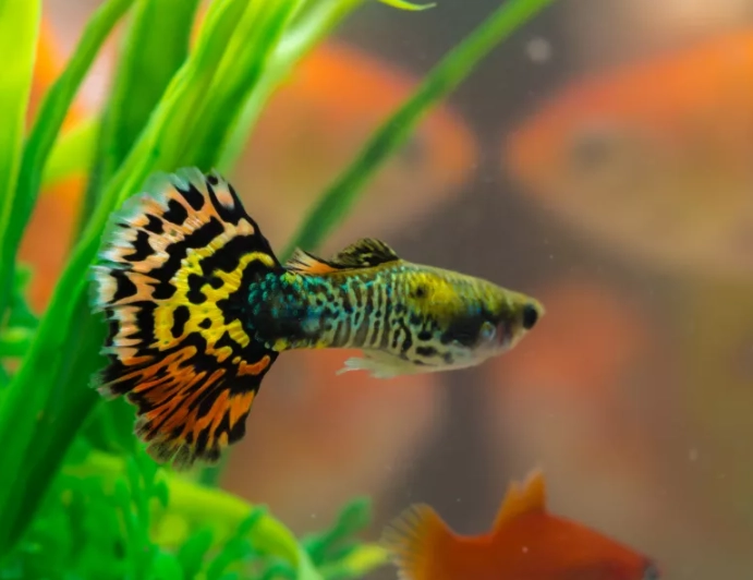 fishing for beginners