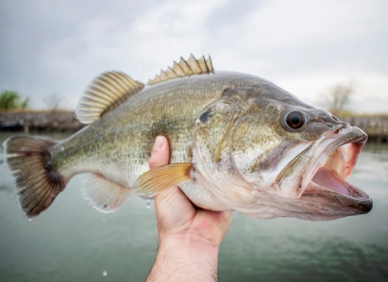 best bass lures