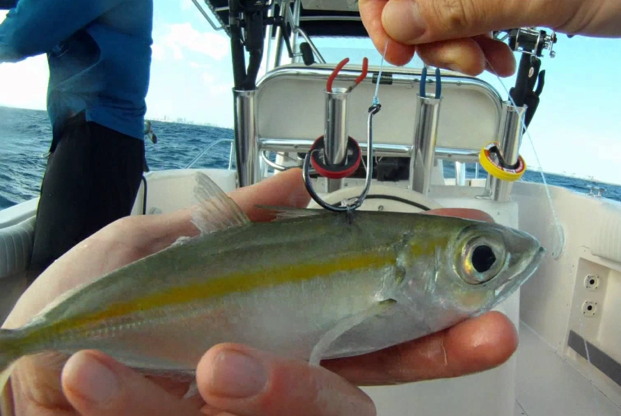 fishing bait tips fishing bait tips