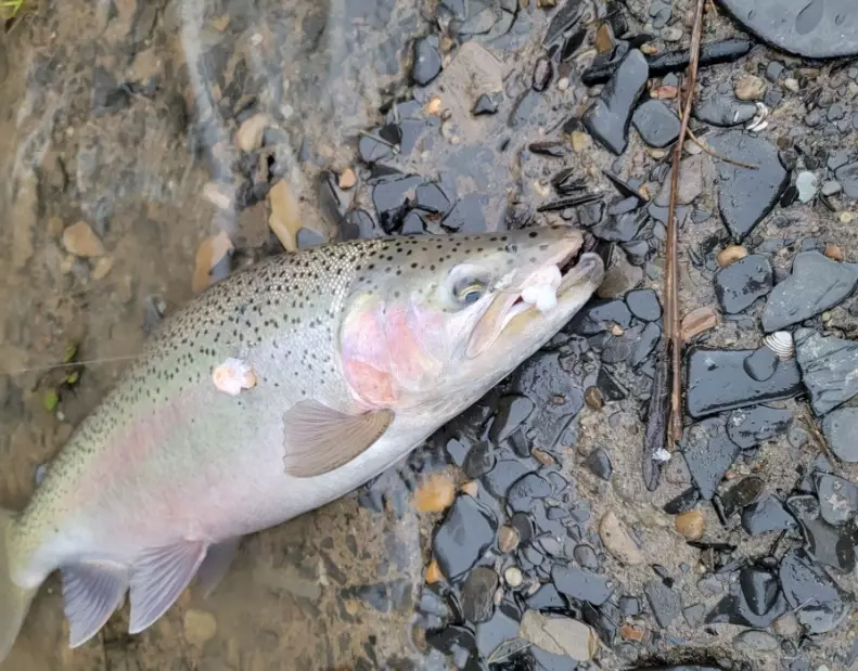 reading water for bass fishing