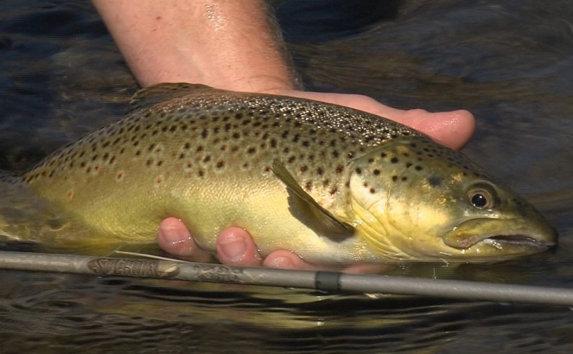 reading river currents for fish