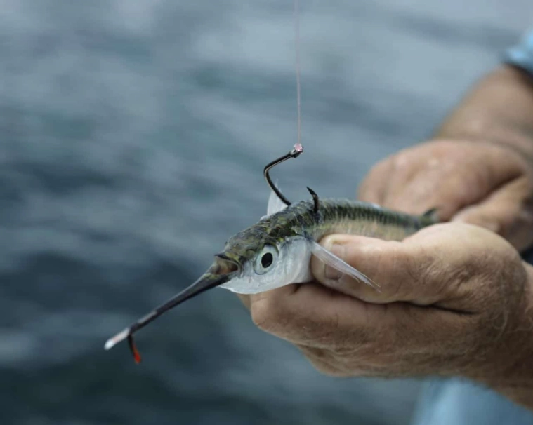 best bait for fishing best bait for fishing