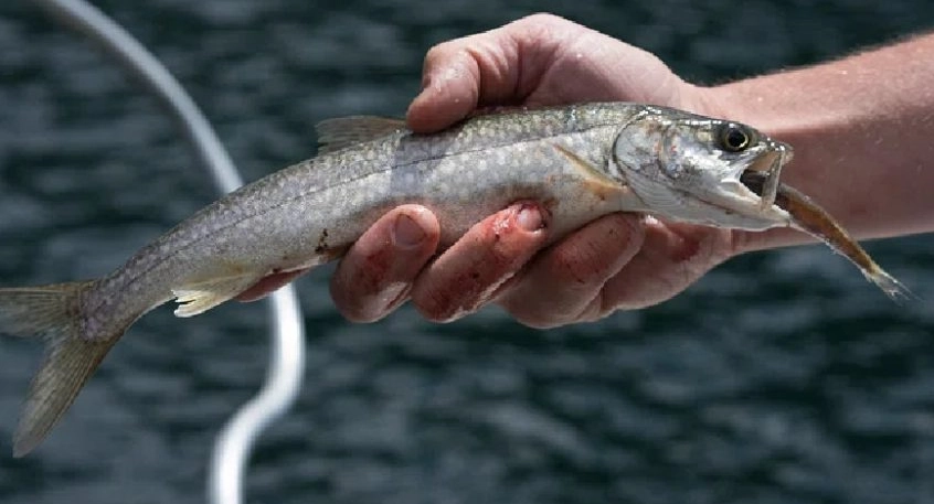 how to attract fish faster how to attract fish faster