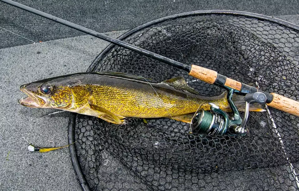 how to catch walleye how to catch walleye