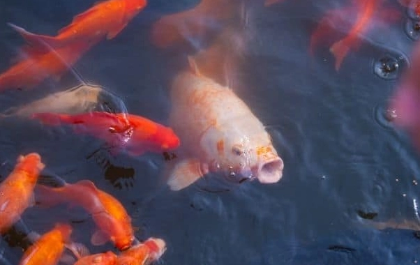 fish catching tips fish catching tips