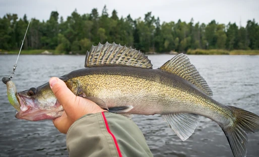 how to catch walleye how to catch walleye