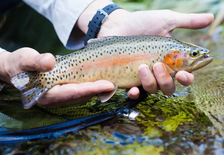 how to catch trout