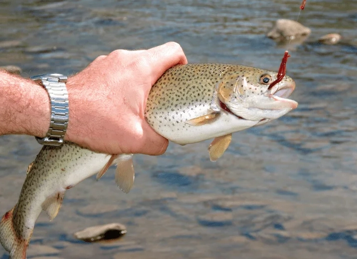 best trout lures