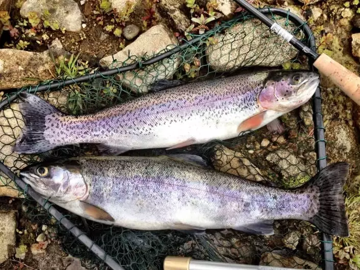 best trout lures