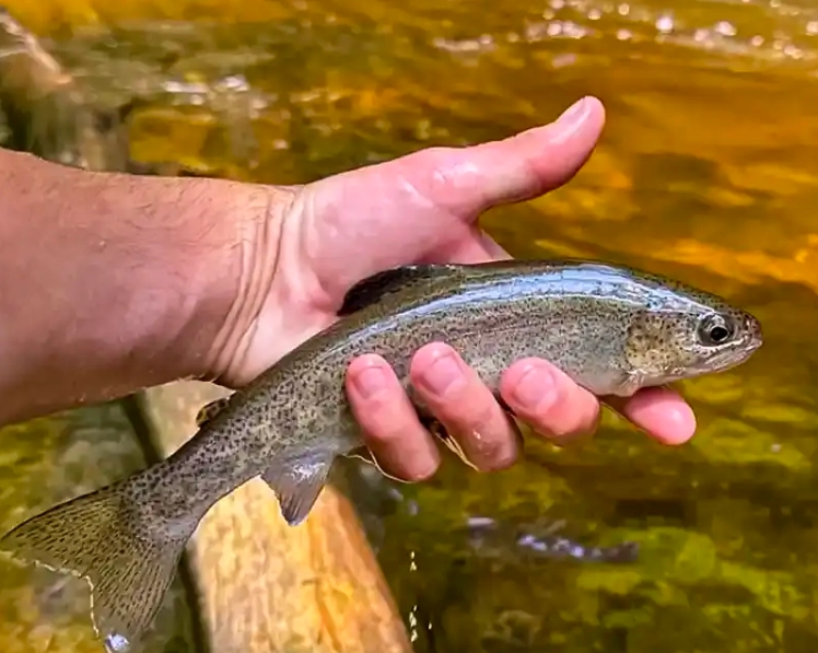 trout fishing tips