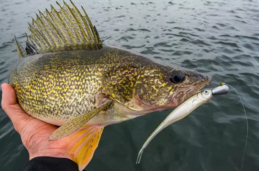 walleye fishing techniques walleye fishing techniques