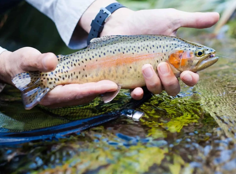 best trout bait best trout bait